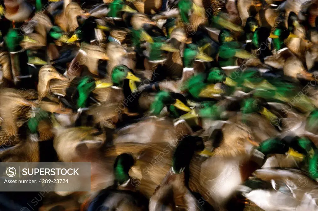 Mallard ducks grouped together Male & Female AK