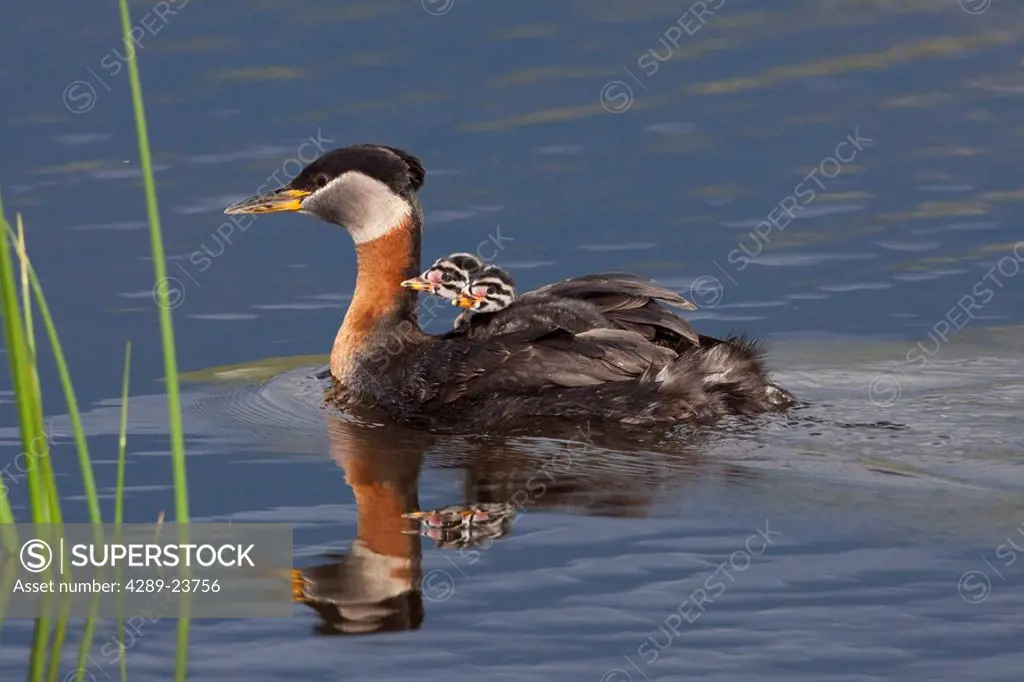 Red_necked Grebe adult swimming in water at Potter Marsh with newborn chicks riding on back, Anchorage, Alaska