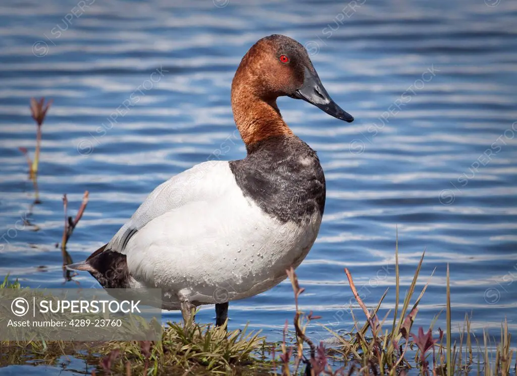 Close up view of a male Canvasback in breeding colors, Potter Marsh, Anchorage, Southcentral Alaska, summer