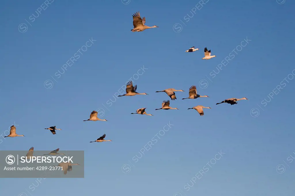 Sandhill Cranes and Snow Geese in flight, Southeast Alaska, Summer