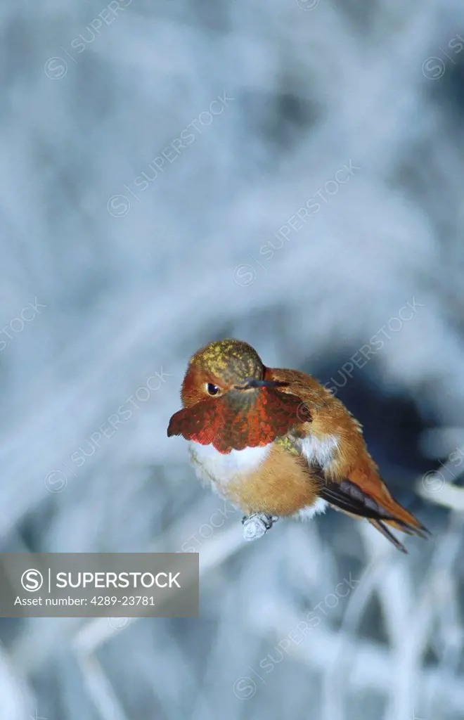 Rufous Hummingbird on branch Anchorage Alaska