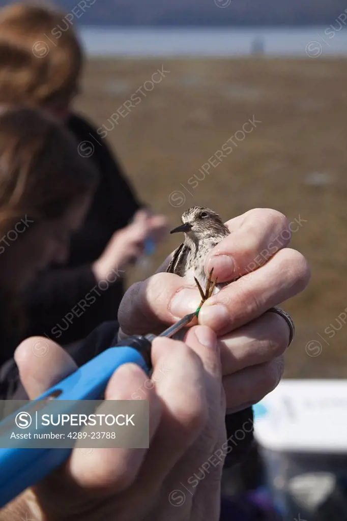 Researcher examines and bands a Least Sandpiper at Hartney Bay in Cordova, Alaska