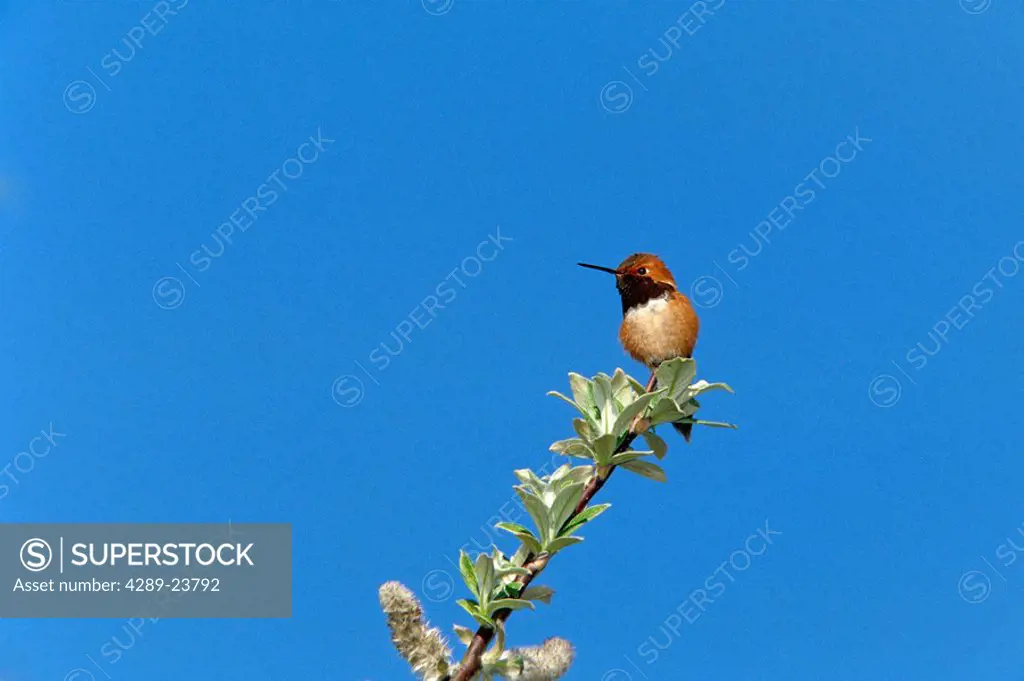 Rufous Humingbird Perched on Branch SC AK Summer /nnear Portage