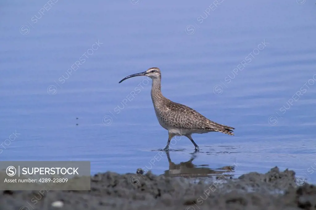 Whimbrel Wading in Shallows Fairbanks IN AK Spring