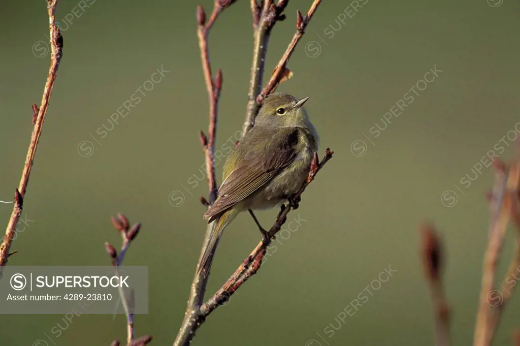 Orange Crowned Warbler Sits on Branch SW AK Summer /nMcNeil River State Game Sanctuary