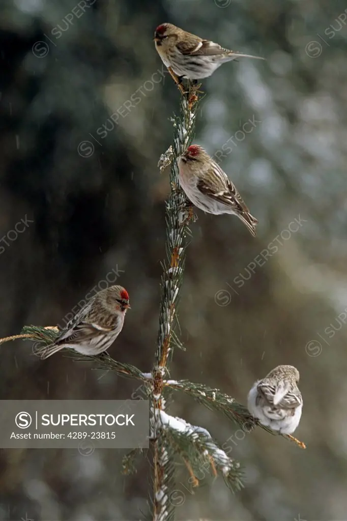 Common Redpolls in Spruce Tree During Snowstorm IN AK Winter