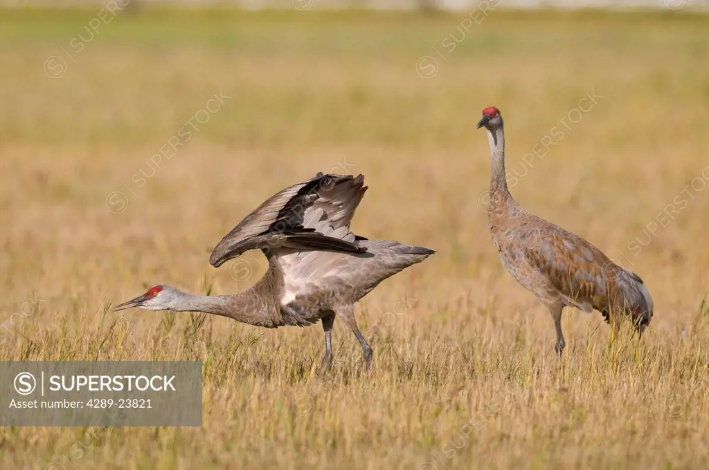 Two Lesser Sandhill Cranes, one with wings extended, stand in grass at Creamer´s Field Migratory Waterfowl Refuge, Fairbanks, Interior Alaska, Summer