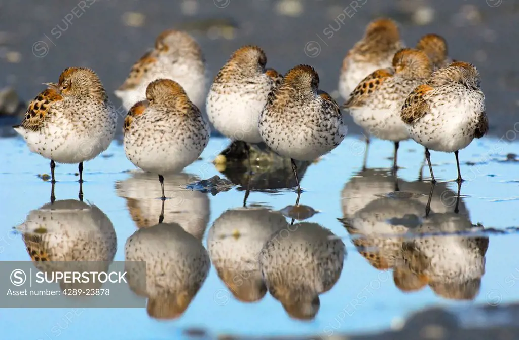 A group of Western Sandpipers reflected in the waters at Hartney Bay in Cordova, Southcentral Alaska
