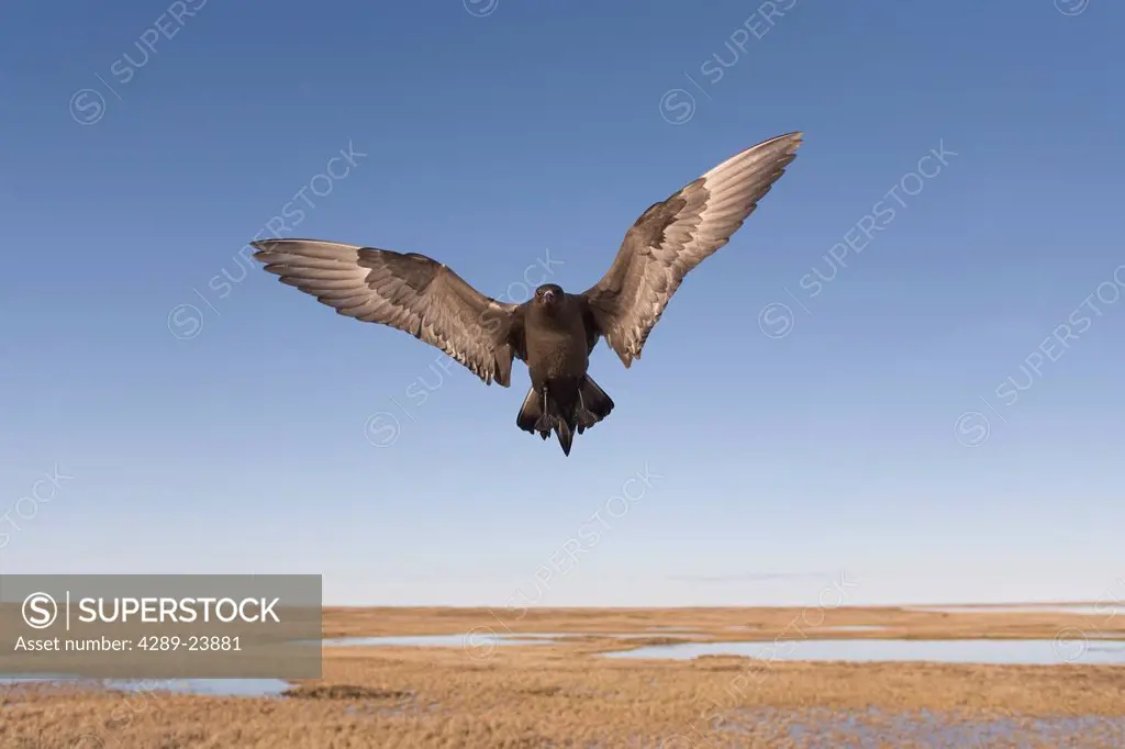 Parasitic Jaeger in dark phase in flight defending its nest territory in early summer, Arctic Coastal Plain, National Petroleum Reserve, Barrow, Arcti...