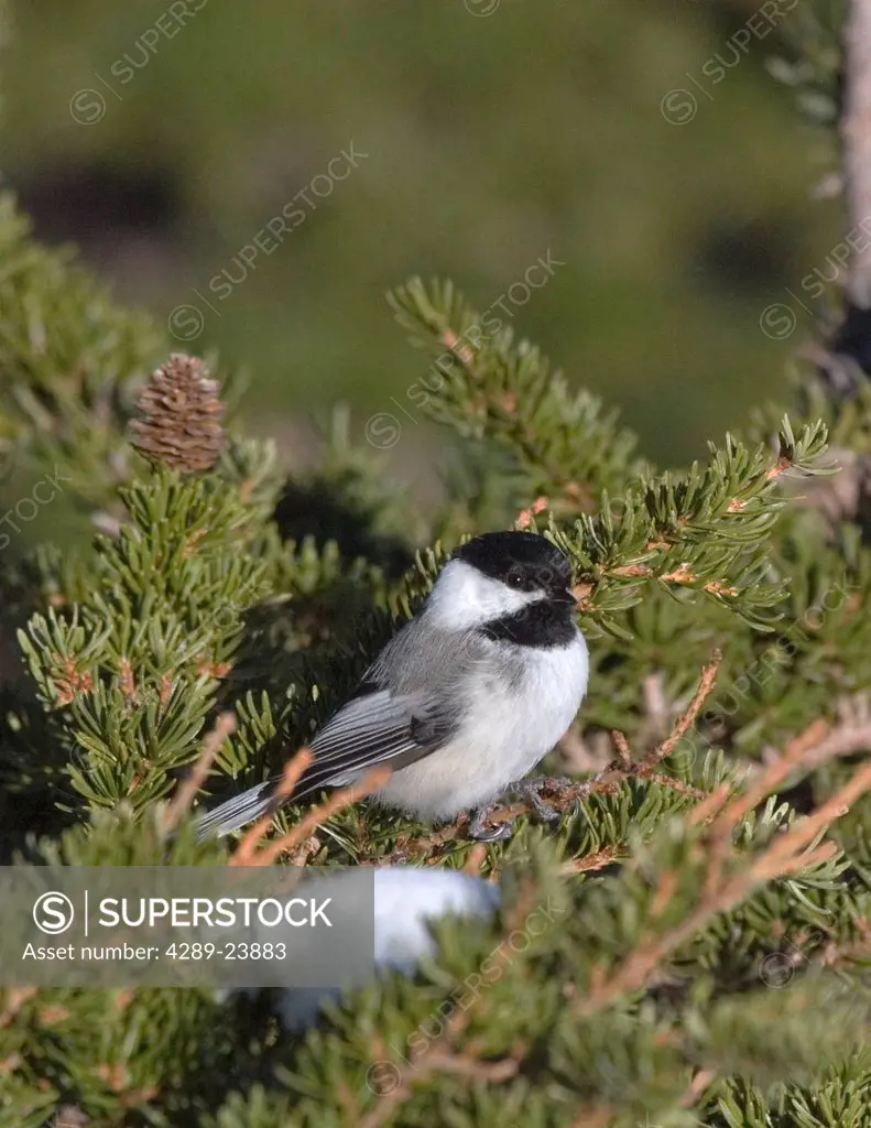 A Black Capped Chickadee sits on a spruce branch in Hillside Anchorage, Southcentral Alaska, Spring