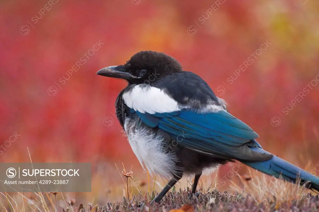 Close up view of a Black_Billed Magpie standing in the fall tundra with red foliage background near Polychrome Pass, Denali National Park, Interior Al...