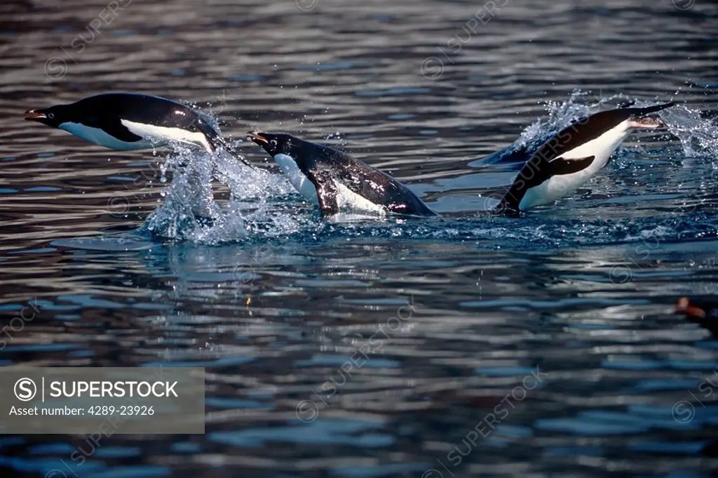 Adelie Penguins porpoising across surface of water South Atlantic Antarctica Summer