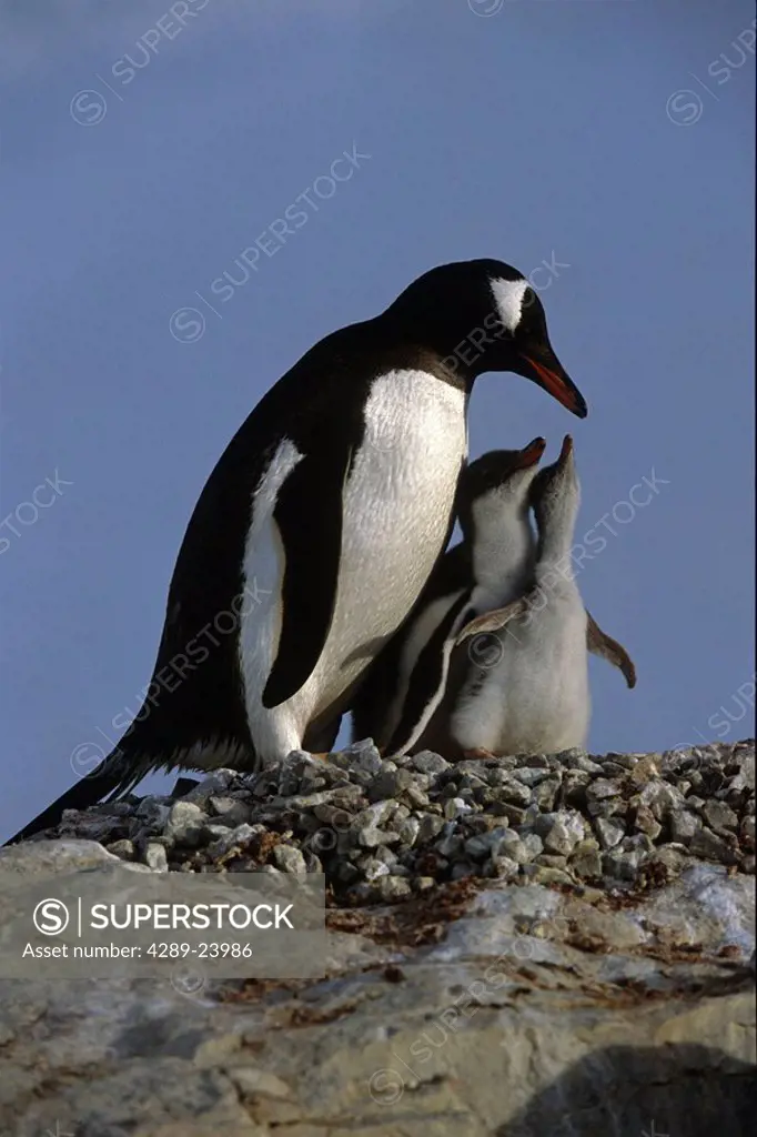Gentoo Penguin Parent cares for chicks New Island Falkland Islands