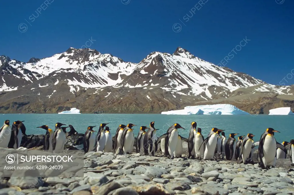 King Penguins on rocky shoreline of Fortuna Bay South Georgia Island Antarctic Summer