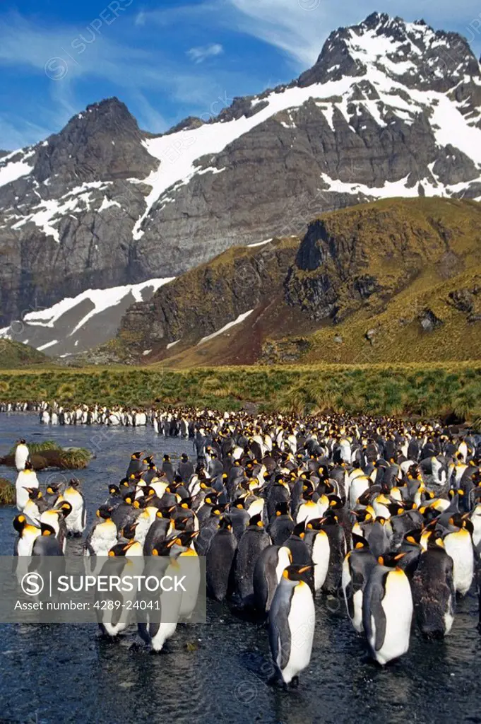 King Penguin colony in stream bed @ Gold Harbor S.Georgia Island Antarctic Summer