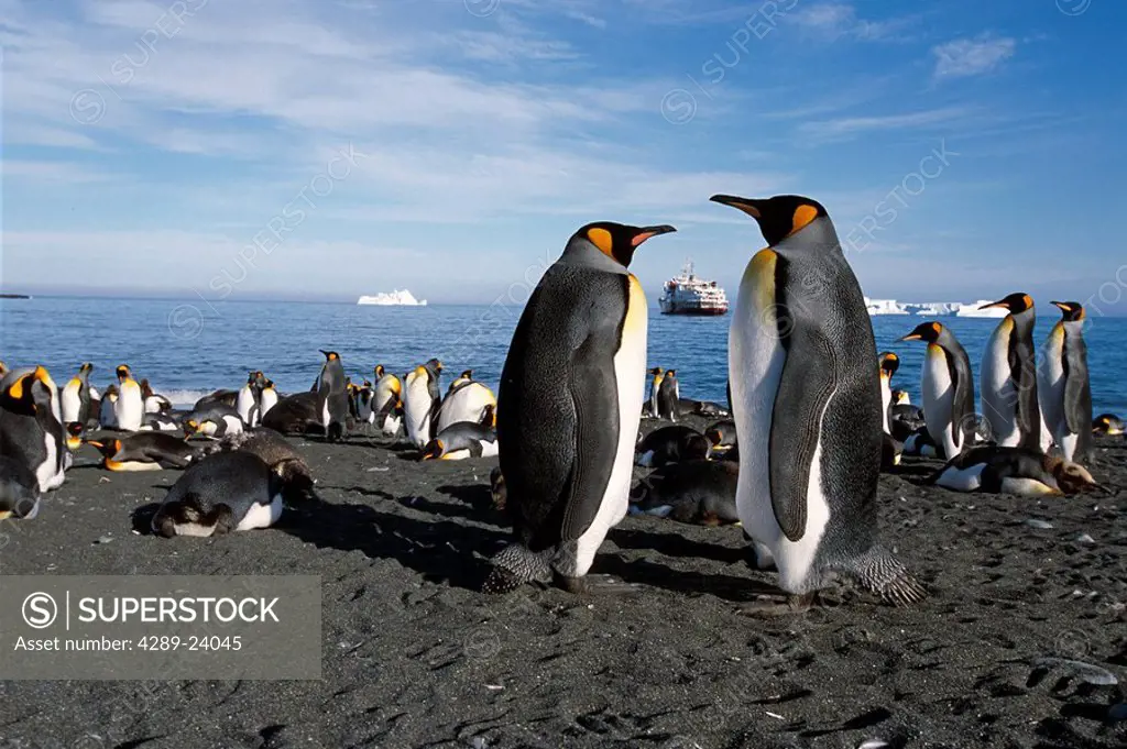 King Penguins on Salisbury Plain w/Cruiseship Summer Antarctica S.Georgia Island