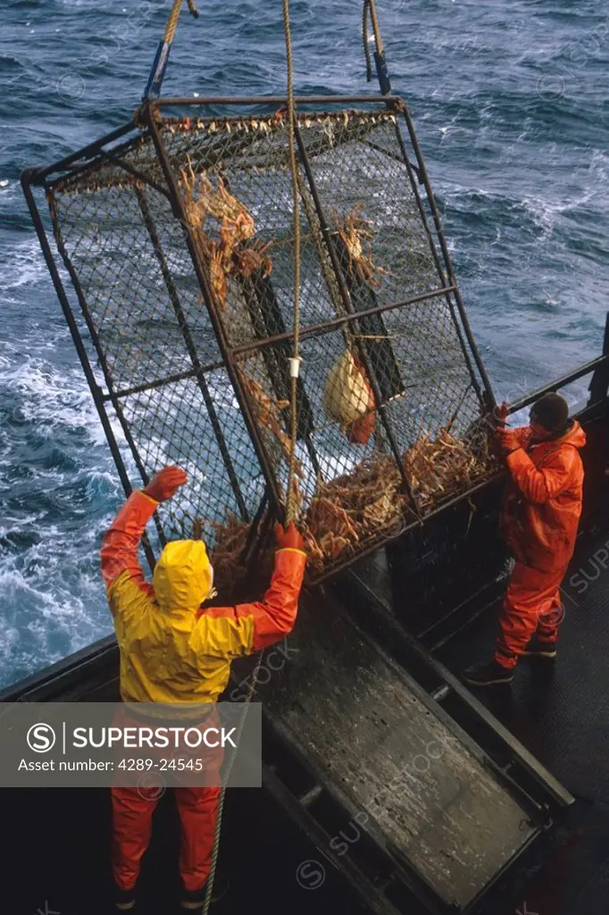 Fisherman Unloads Crab Pots on Deck Bering Sea SW AK /nOpilio Crab Season F/V Erla N
