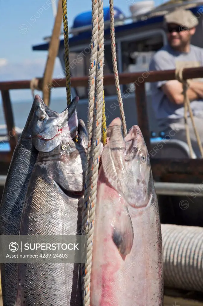 Close up of caught Bristol Bay King Salmon during fishing season near Dillingham, Alaska