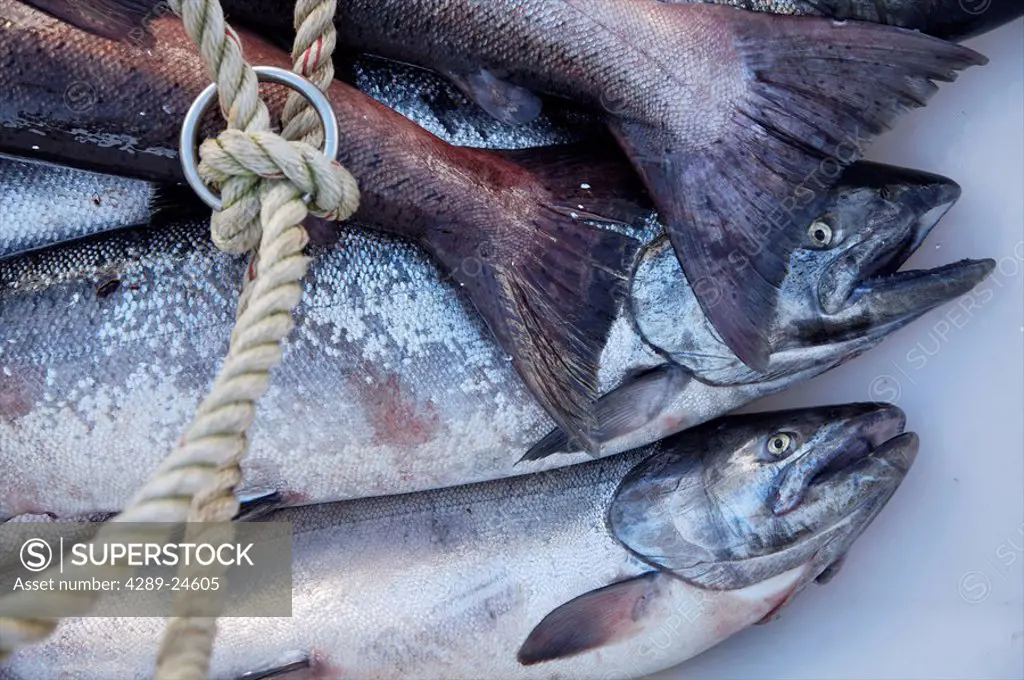 String of King Salmon caught in Bristol Bay, Southwest Alaska