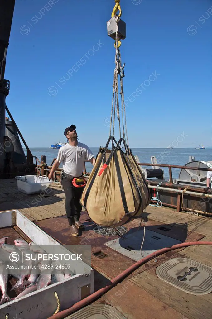 Commercial driftnet fisherman unloads King Salmon from the net onto the tender boat, Bristol Bay, Alaska