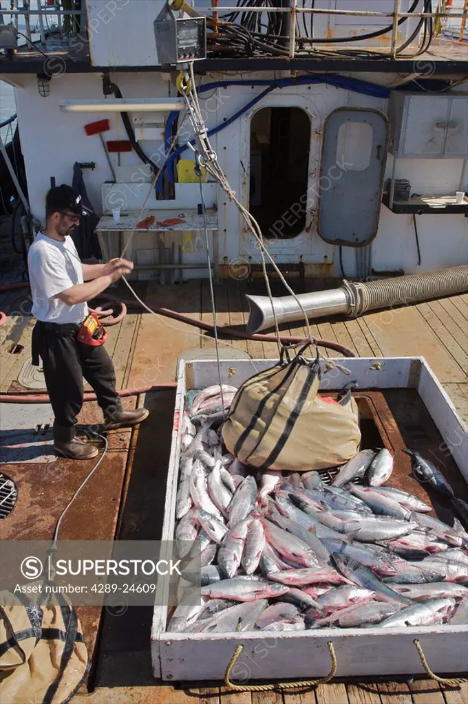 Commercial driftnet fisherman unloads King Salmon from the net onto the tender boat, Bristol Bay, Alaska
