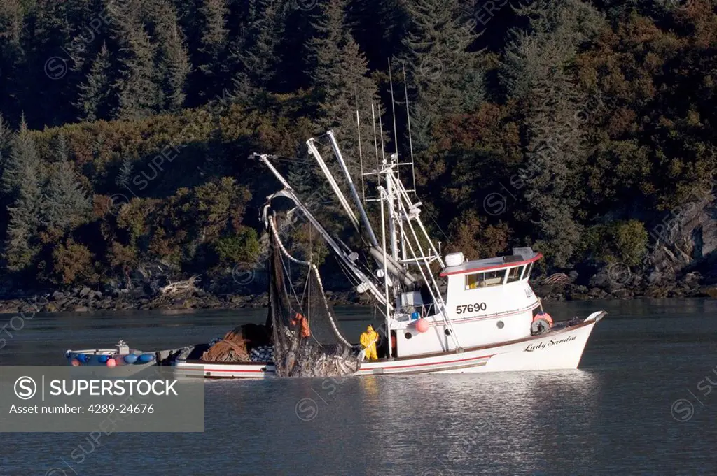 Commercial seiner bringing in net w/load of silver salmon Port Valdez Prince William Sound Alaska Autumn