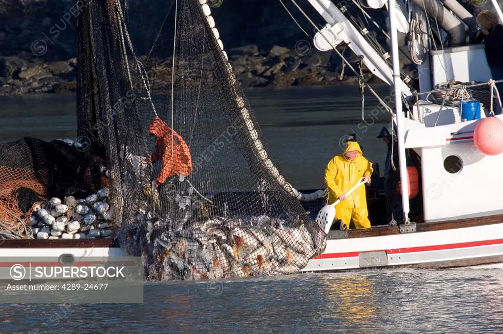 Commercial seiner bringing in net w/load of silver salmon Port Valdez Prince William Sound Alaska Autumn