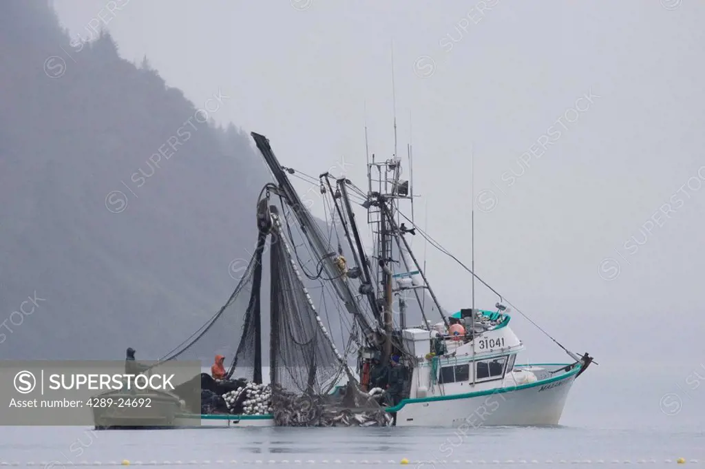 Commercial seiner *Malamute Kid* hauling in catch of silver salmon in fog Port Valdez PWS Alaska Autumn