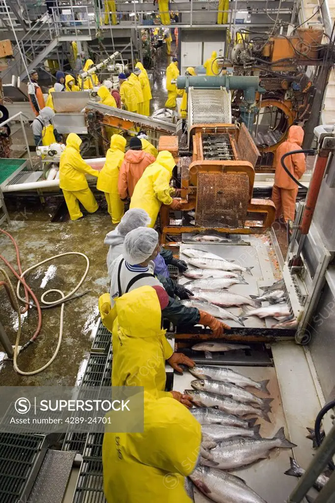 Cannery workers prepare salmon at Peter Pan Seafoods in Bristol Bay Dillingham Alaska