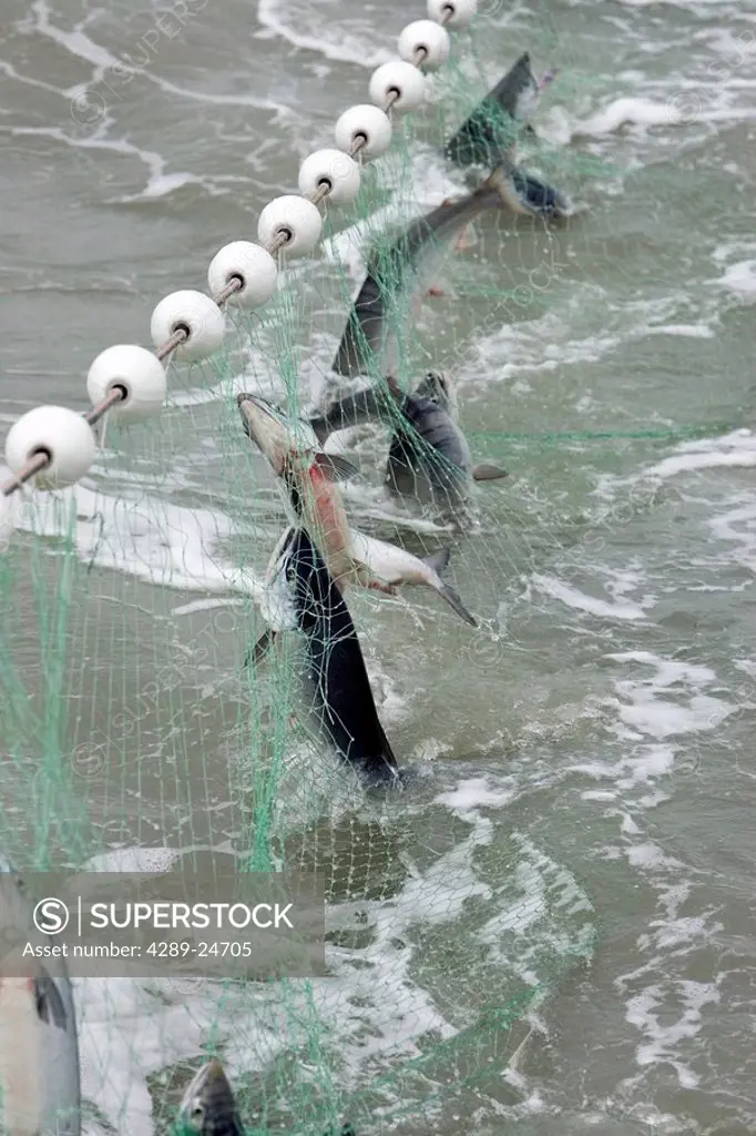 Sockeye salmon are caught in a gillnet in Bristol Bay Alaska