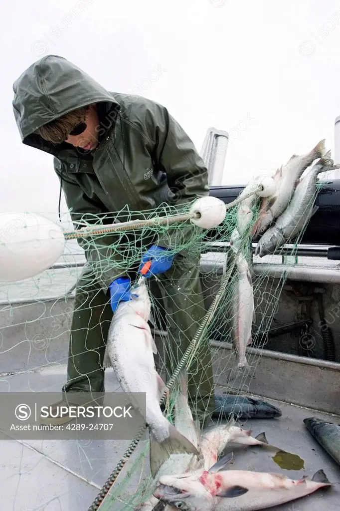 Commercial fisherman untangle a sockeye salmon from a gillnet aboard a commercial fishing boat Bristol Bay Alaska
