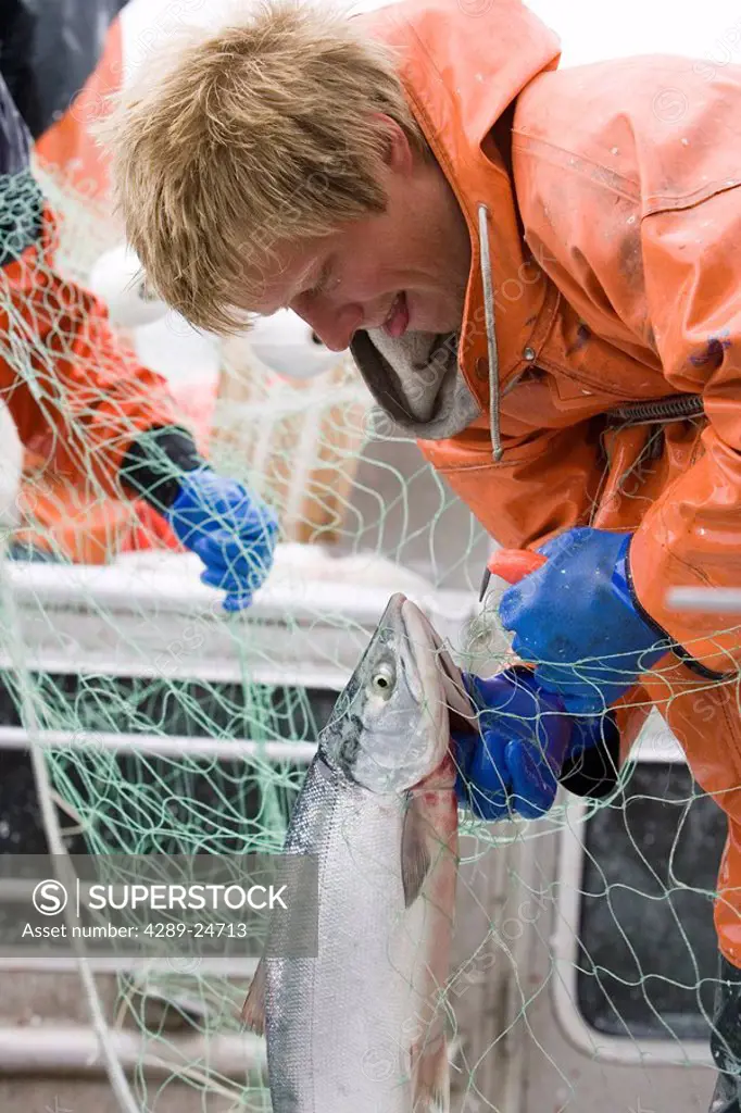 Commercial fisherman untangle sockeye salmon from a gillnet aboard a commercial fishing boat Bristol Bay Alaska