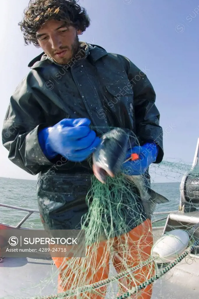 Commercial fisherman untangles a sockeye salmon from a gillnet aboard a boat in Bristol Bay Alaska