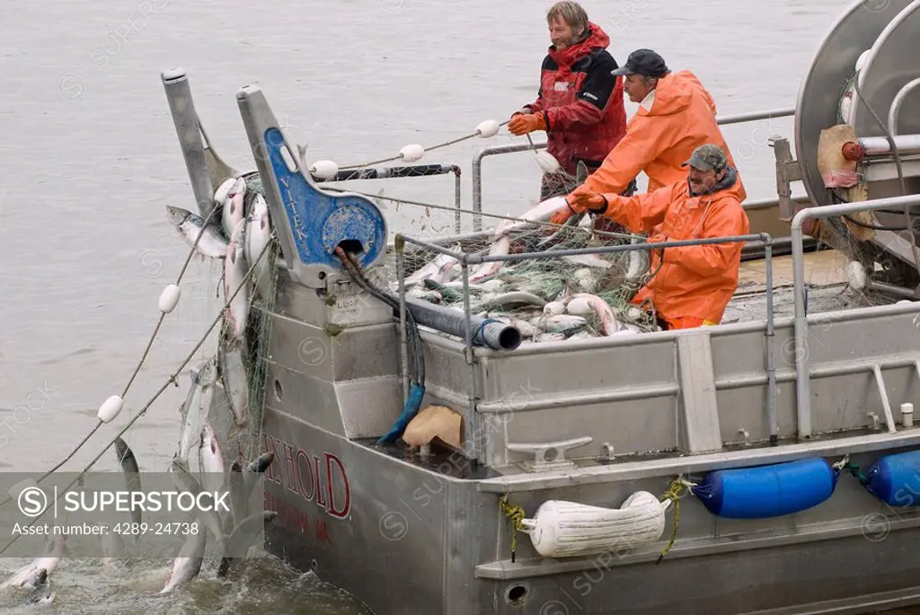 Fishermen of the F/V Reinhold haul in a net full of sockeye, Bristol Bay, Alaska/n