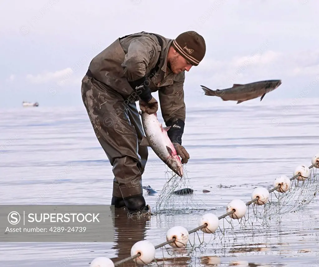 Commercial gillnet fisherman picks sockeye from a net on the Naknek North Shore, Bristol Bay, Alaska/n