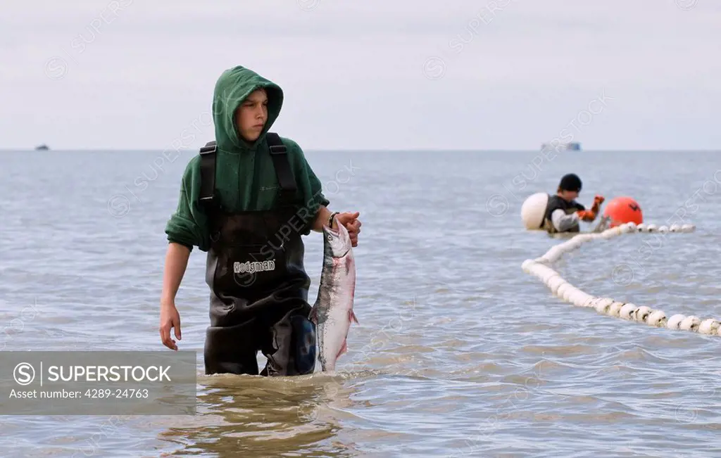 Commercial setnet fisherman picks sockeye from a net on the Naknek North Shore, Bristol Bay, Alaska/n