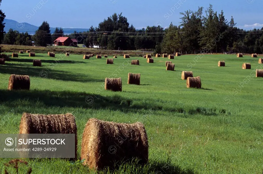 Round Hay bales scattered through field near farm Palmer Mat_Su Valley Southcentral Alaska Autumn