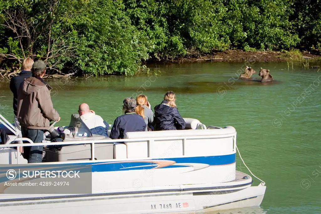 Guests of Redoubt Bay Lodge view Grizzly bears from pontoon boat in Wolverine Cove on Big River Lakes in Redoubt Bay State Critical Habitat Area, Sout...