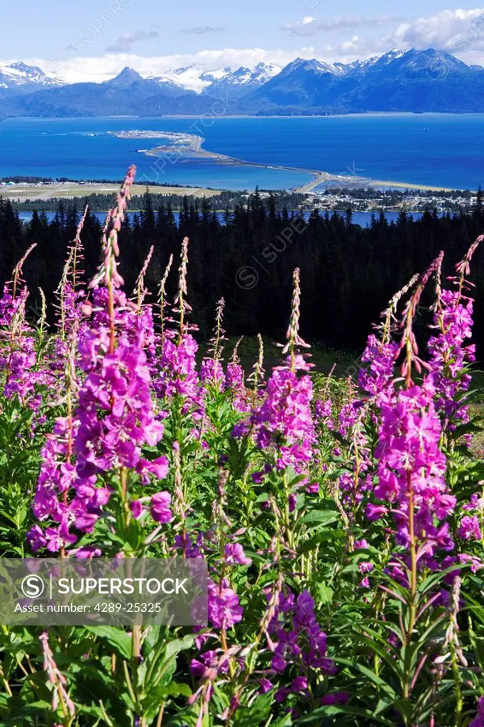 View of Homer Spit w/fireweed blooming in foreground Kenai Peninsula Alaska Summer Kenai Mtns