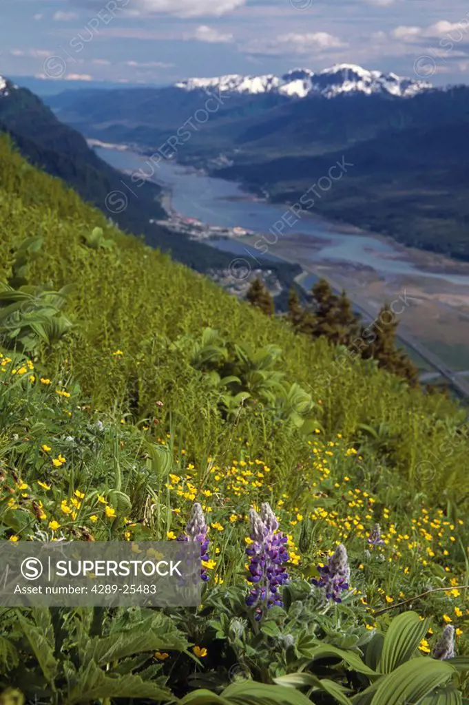 Wildflowers on Thunder Mtn Over Gastineau Channel AK SE Summer near Juneau