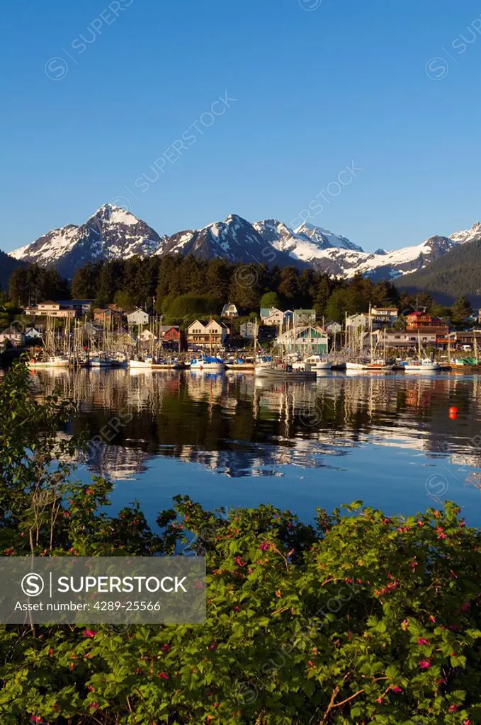 Scenic view of downtown Sitka with Sitka Roses in the foreground, Alaska