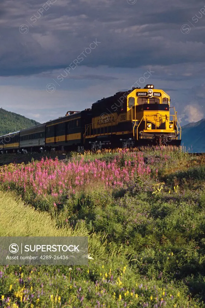 Alaska Railroad passenger train along Seward Hwy w/wildflowers near Potter Marsh Anchorage AK Summer