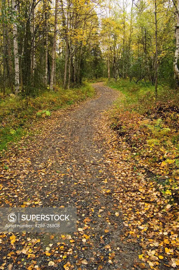 Path through forest w/fallen leaves in autumn Chugach State Park Southcentral Alaska