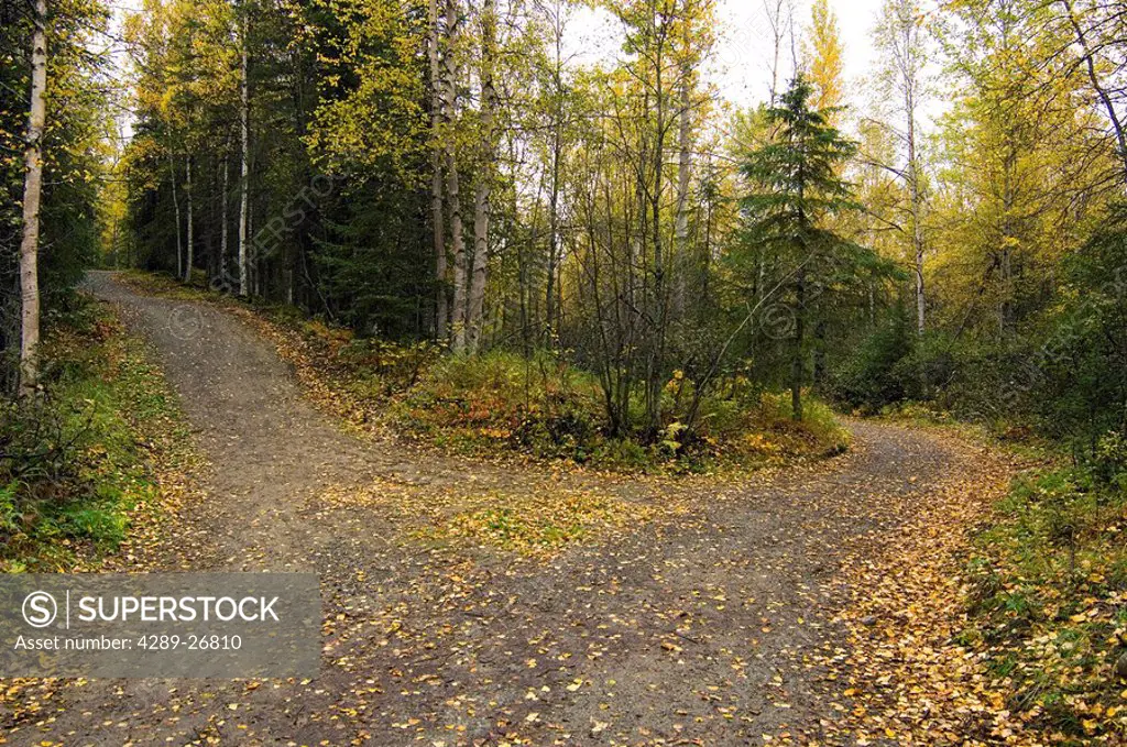 Fork in the Path through forest w/fallen leaves Chugach State Park Alaska Autumn