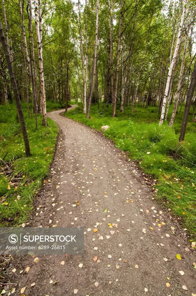View of a trail leading through the woods in the Helen Louise McDowell Sanctuary in Anchorage, Southcentral Alaska, Fall/n