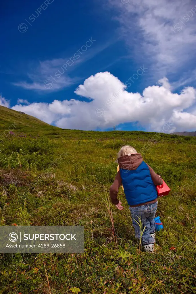 A three year old girl picking blueberries at Hatcher Pass, Southcentral Alaska