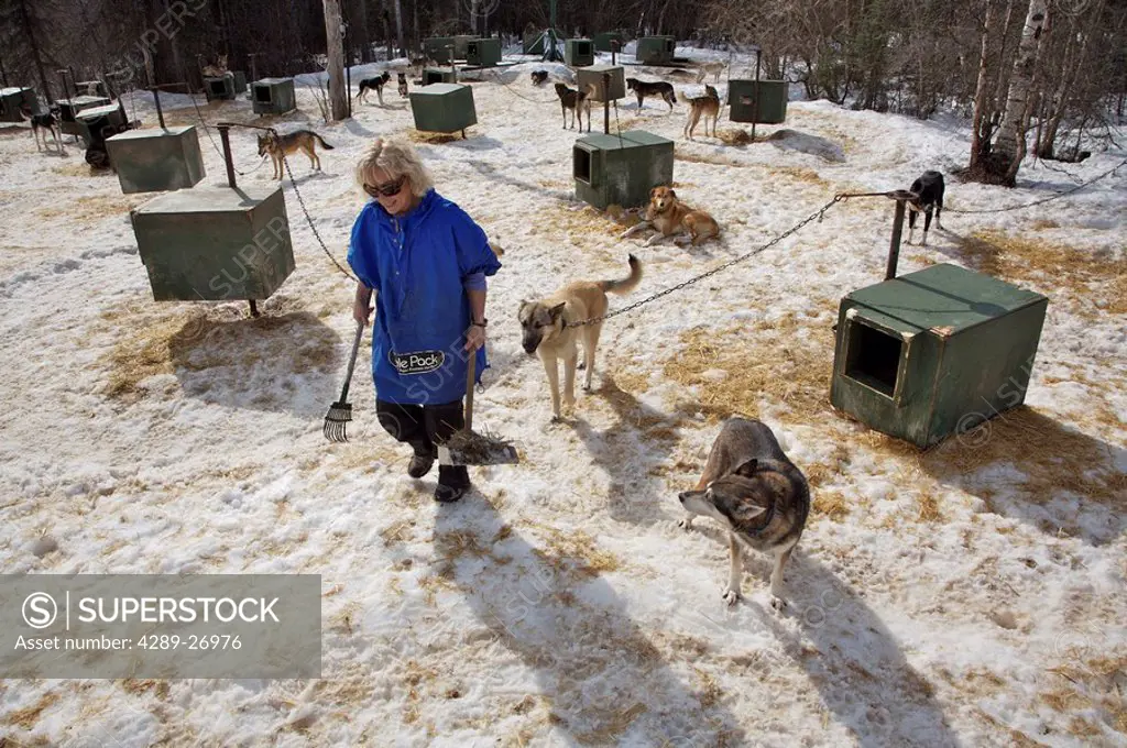 Sled dog musher, Dee Dee Jonrowe, poses with a sled dog at her dog lot in Willow, Alaska