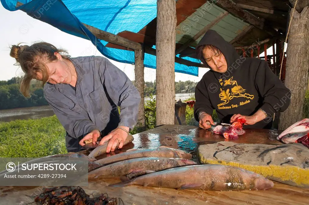 Women slicing up salmon @ fish camp to hang for drying Kuskokwim River Tuluksak Western Alaska