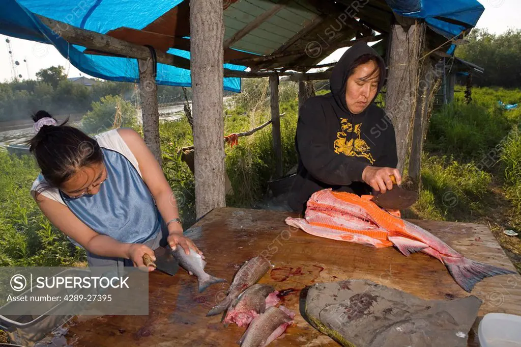 Yupik woman & daughter processing salmon @ fish camp for drying/smoking process Tuluksak WE Alaska