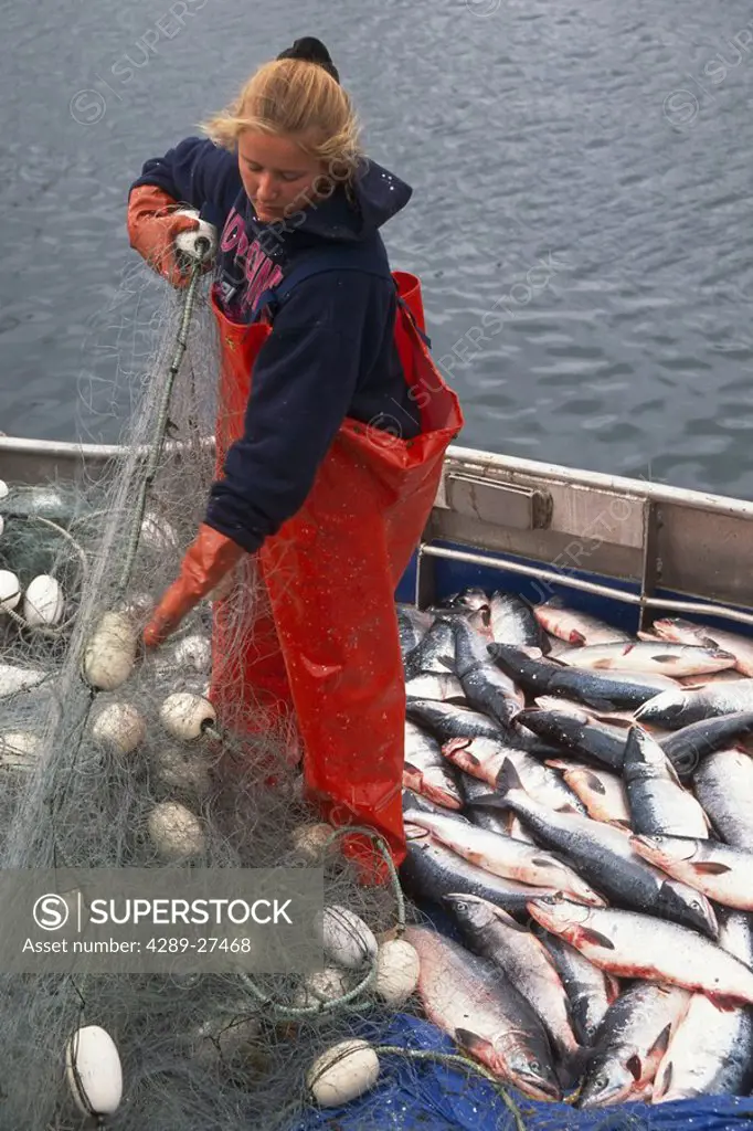 Woman Picks Red Salmon Out of Net Commercial Fishing AK SW Summer